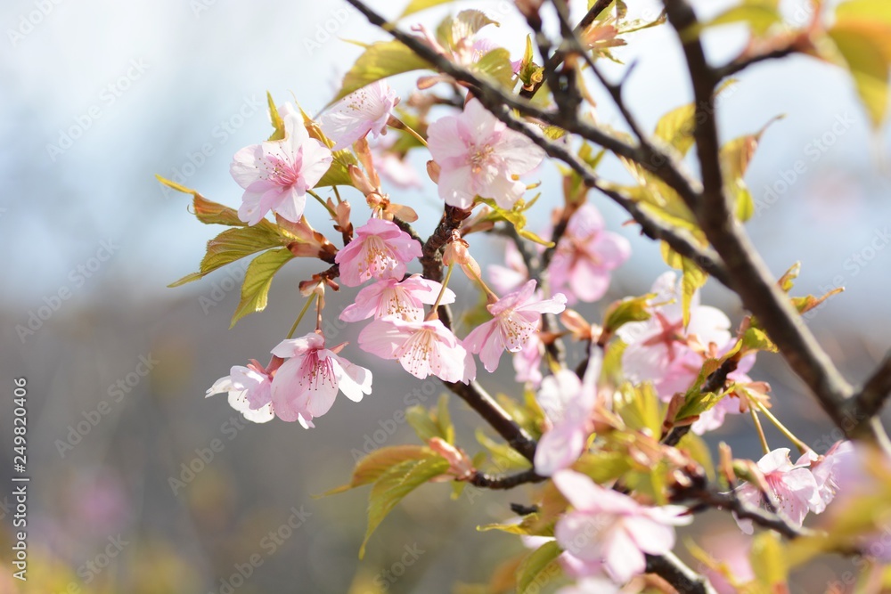 Cherry blossoms are in full bloom.