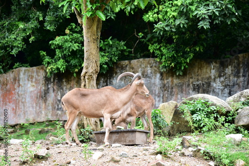 The mountain goats Feeding grass