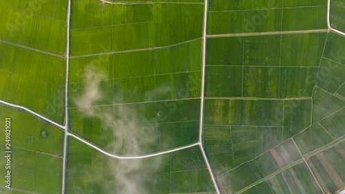 The cloud above the rice fields. Top view from arial drone in the sky. Rice fields in Vietnam.