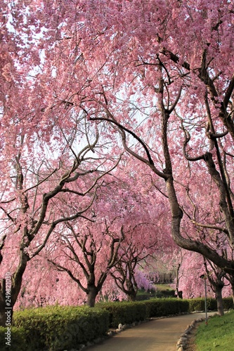 Fully bloomed Cherry blossoms at Hitachi Fuudokino-oka, in Japan