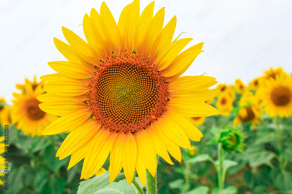Wonderful bright yellow sunflower on the field of blooming sunflowers Wonderful bright yellow sunflower on the field of blooming sunflowers