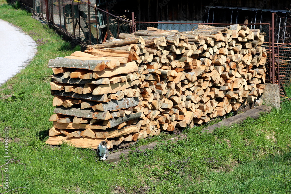 Firewood prepared for winter heating in large pile in front of rusted metal fence surrounded with uncut grass and small domestic cat next to paved road on warm sunny day
