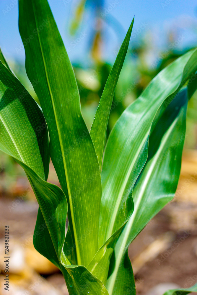 Fototapeta premium Green Corn Field