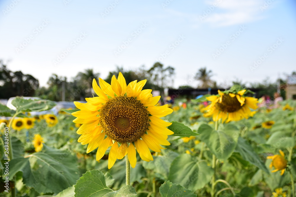 Sunflower fields have a sky background. Sunflower fields have a sky background.