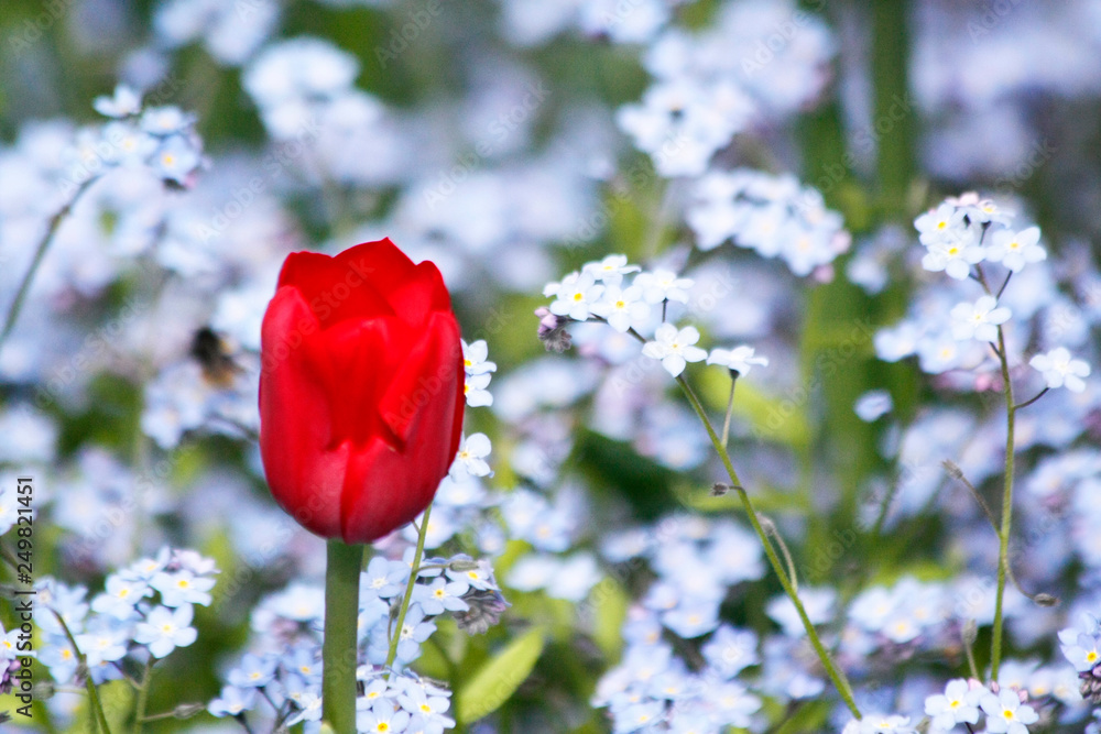 Obraz premium Red tulip and blue forget me not flower in a garden.