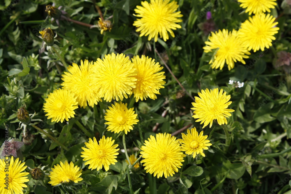 Yellow dandelions blooms on a spring meadow. Yellow dandelions blooms on a spring meadow.