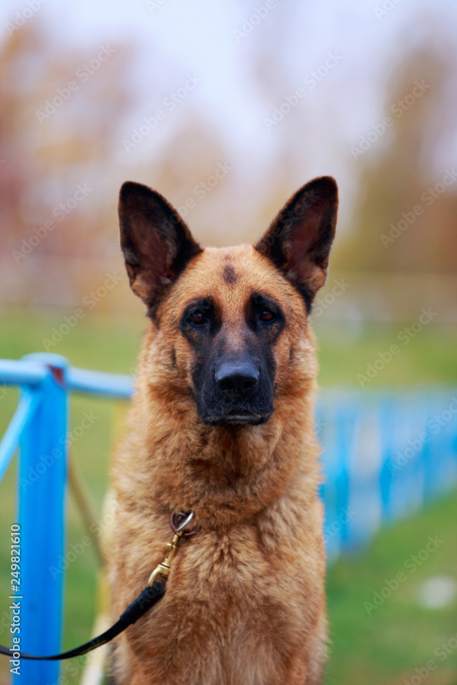 Naklejka premium Dog breed German Shepherd