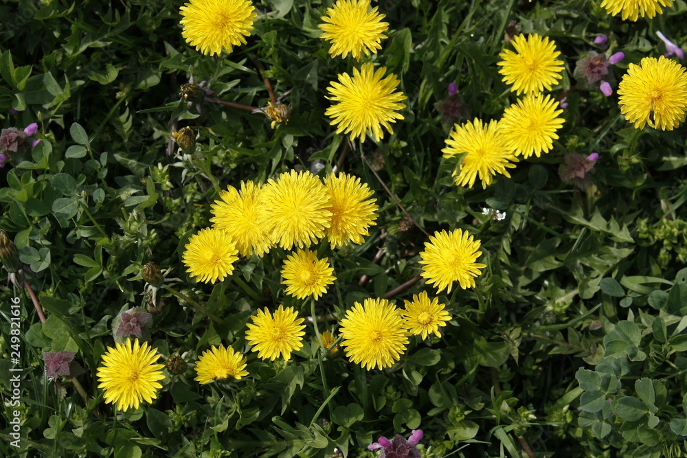 Yellow dandelions blooms on a spring meadow. Yellow dandelions blooms on a spring meadow.
