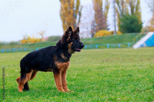 Dog breed German Shepherd