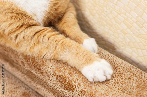Red cat paws.