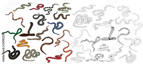 vector, isolated, set of snake crawling, collection of sketches photo