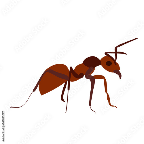  isolated, brown ant