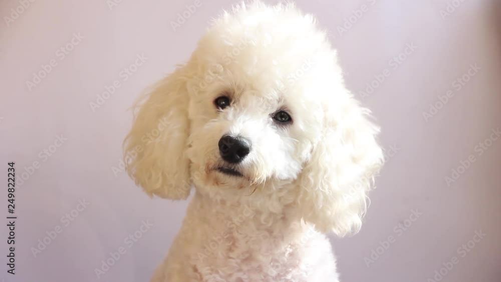 white Poodle. Portrait on a white background