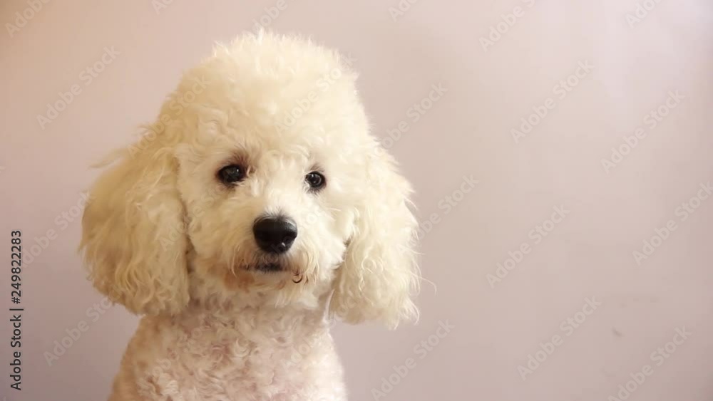 white Poodle. Portrait on a white background white Poodle. Portrait on a white background