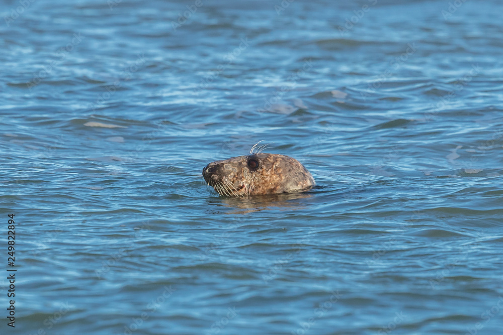 Fototapeta premium robbe