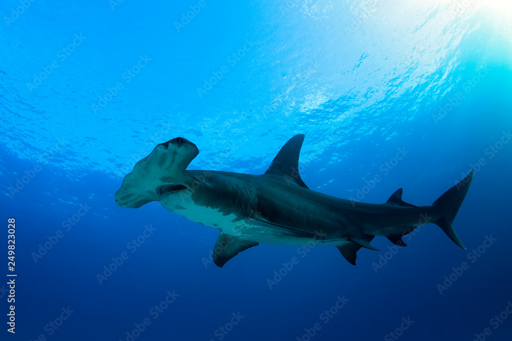 Great Hammerhead Shark (Sphyrna mokarran) against Blue Water and Surface. Tiger Beach, Bahamas - obrazy, fototapety, plakaty 