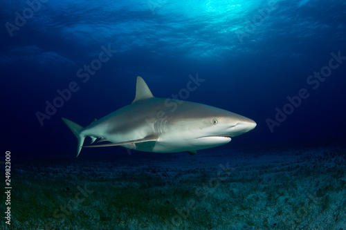 Caribbean Reef Shark  Carcharhinus perezi  over Sandy Sea Grass Bottom. Tiger Beach  Bahamas