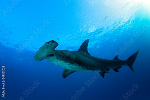 Great Hammerhead Shark (Sphyrna mokarran) against Blue Water and Surface. Tiger Beach, Bahamas