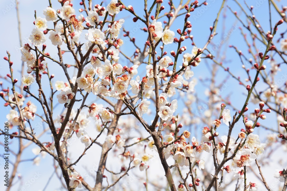 Japanese plum blossoms are in full bloom Japanese plum blossoms are in full bloom
