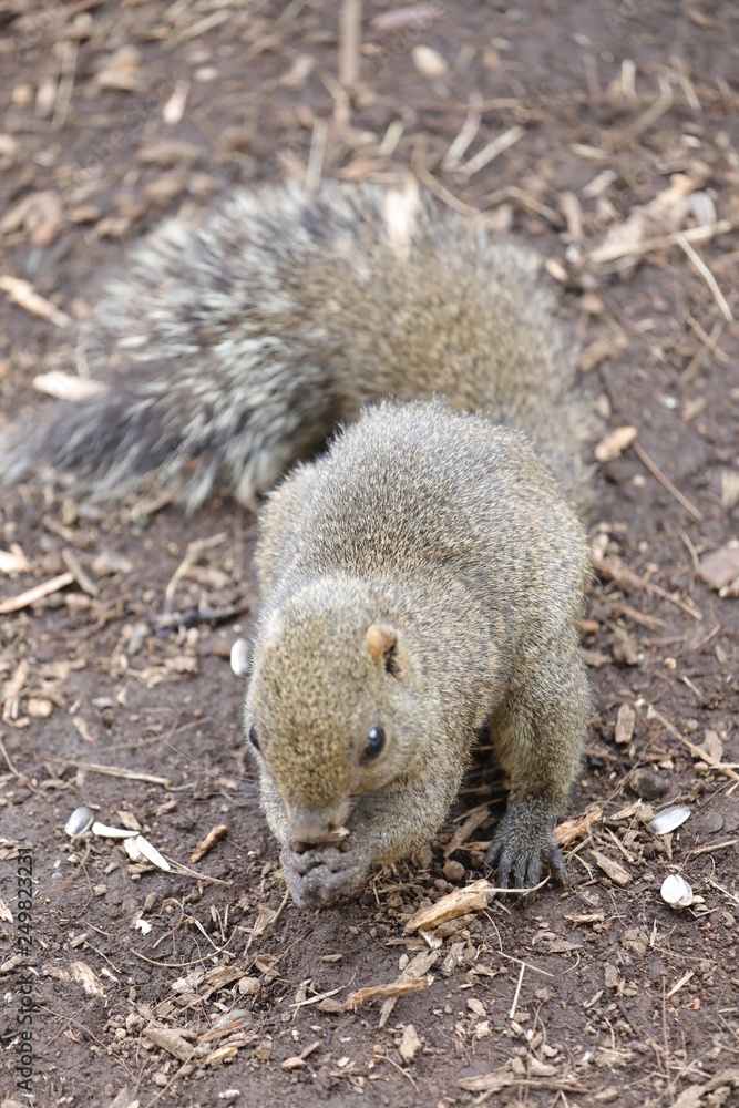 cute squirrel cute squirrel