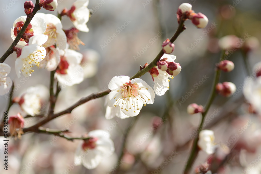 Japanese plum blossoms are in full bloom Japanese plum blossoms are in full bloom