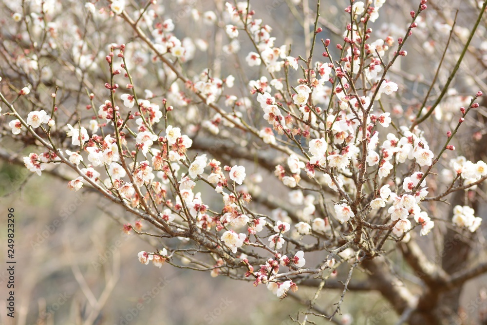 Japanese plum blossoms are in full bloom Japanese plum blossoms are in full bloom
