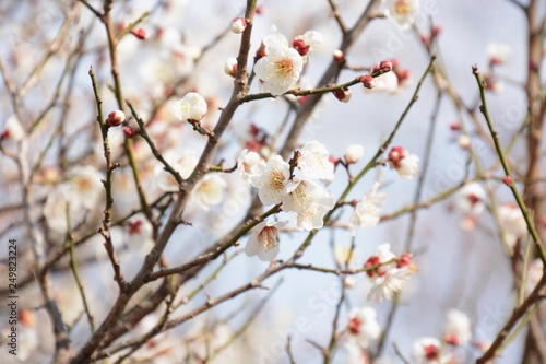 Japanese plum blossoms are in full bloom © tamu