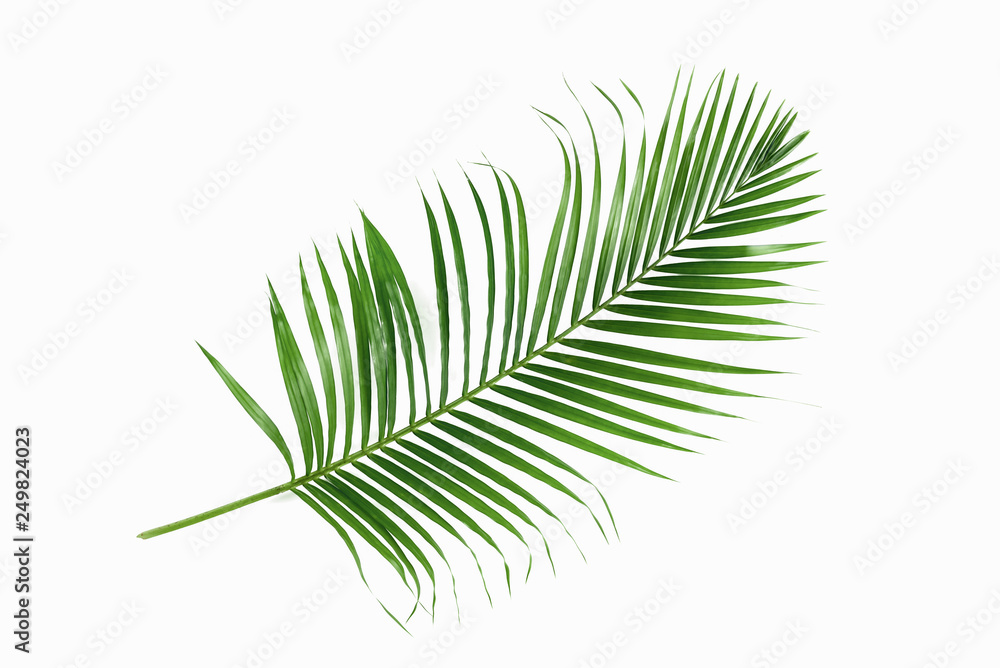 Green palm leaves isolated on white background. Green palm leaves isolated on white background.