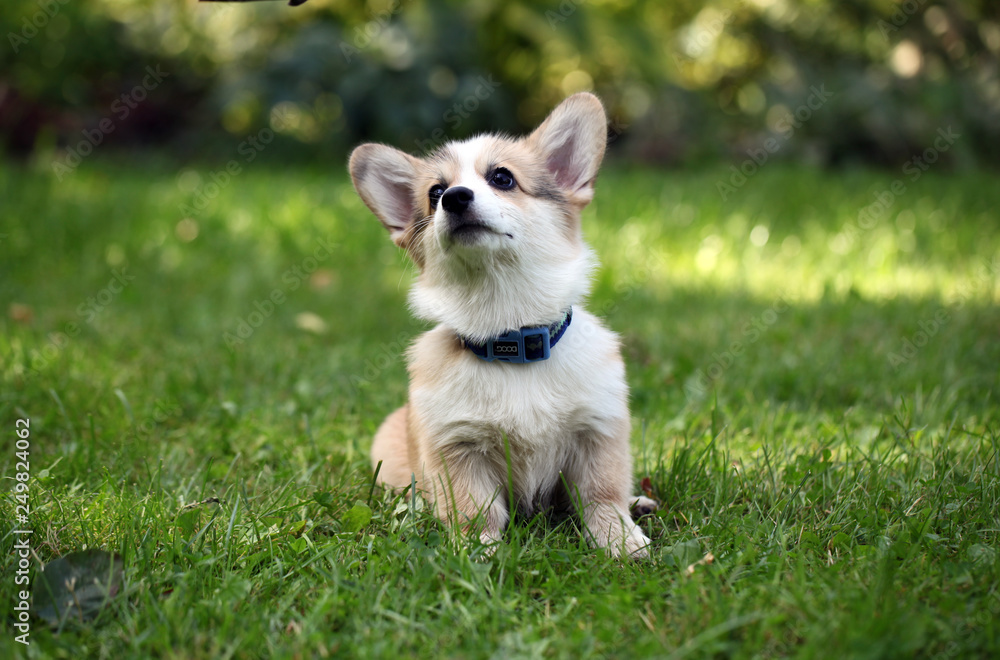 dog on green grass dog on green grass