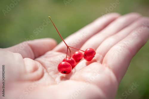 南天・ 千両・ 十両と見分けが付きにくい、赤い小さな実がかわいい、手のひらの上のマンリョウ © Spica