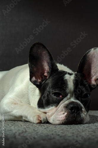 french bulldog puppy © Kotova