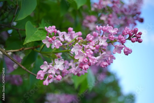 Syringa vulgaris - blooming lilac flower