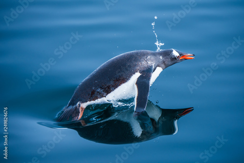 penguin in antarctica