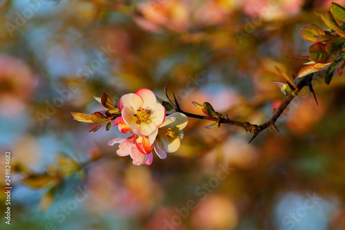 Flowering quince - Chaenomeles speciosa - soft focus 