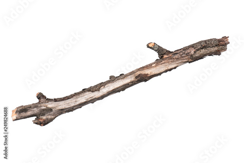 Single dry tree branch, isolated on white background. Stick tree branch from nature for design. © DenisNata