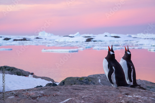 Photos Gentoo penguins in antarctica