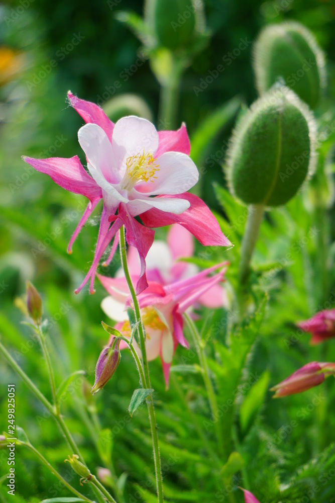 Fototapeta premium Aquilegia vulgaris - Common columbine