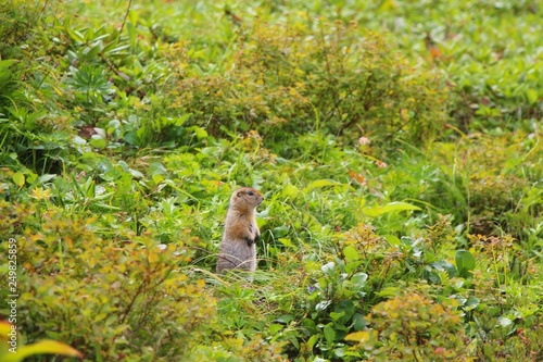 Arctic ground squirrel (Urocitellus parryii) stands in grass. The Arctic ground squirrel has a beige and tan coat with a white-spotted back. This squirrel has a short face, small ears and a dark tail.