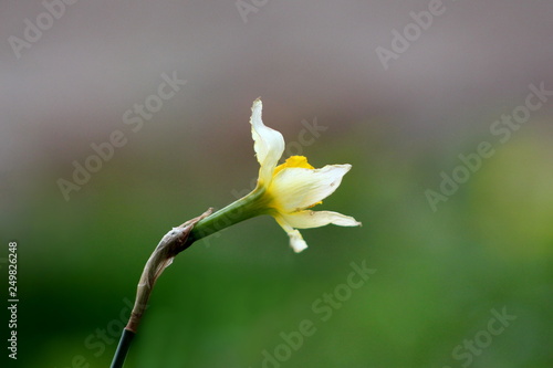 Narcissus or Daffodil or Daffadowndilly or Jonquil perennial herbaceous bulbiferous geophytes plant with white flower starting to open planted in local garden on warm sunny spring day photo