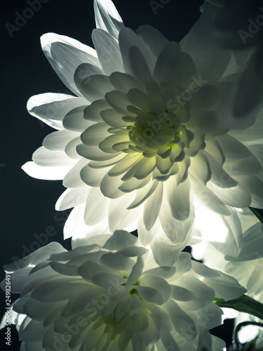 White chrysanthemum on a dark background.