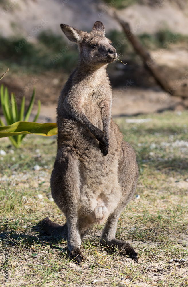 Portrait of young cute australian Kangaroo standing in the field and waiting. Joey Portrait of young cute australian Kangaroo standing in the field and waiting. Joey