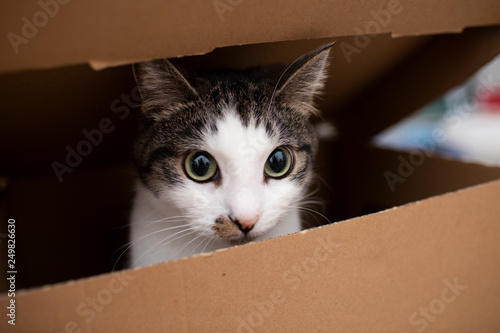 tabby cat in the box