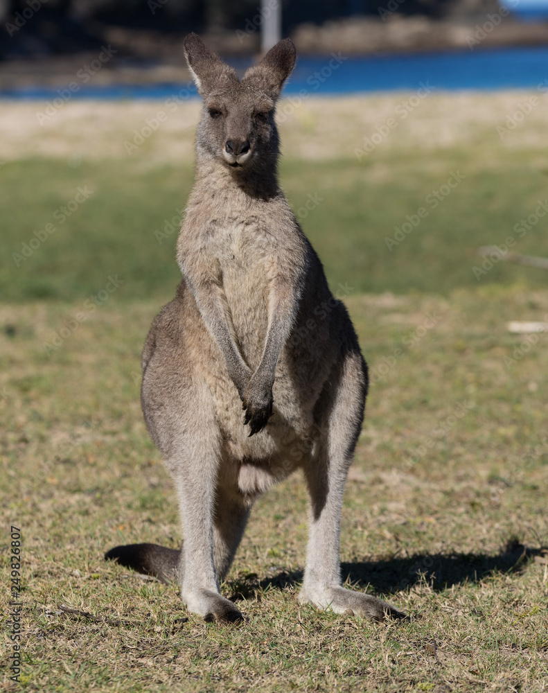 Portrait of young cute australian Kangaroo standing in the field and waiting. Joey