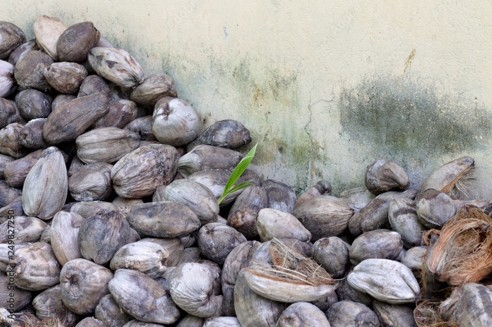 Isolated green leaf among piled coconuts (Ari Atoll, Maldives) Isolated green leaf among piled coconuts (Ari Atoll, Maldives)