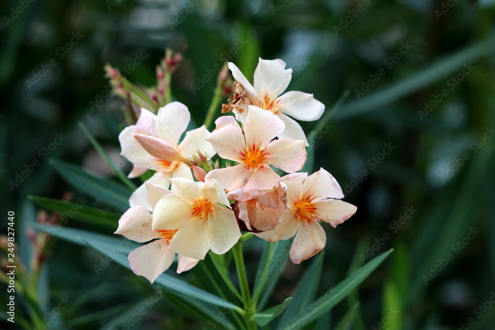Oleander or Nerium oleander shrub plant with fully open blooming white flowers with yellow center surrounded with long dark green leaves on warm sunny summer day Oleander or Nerium oleander shrub plant with fully open blooming white flowers with yellow center surrounded with long dark green leaves on warm sunny summer day