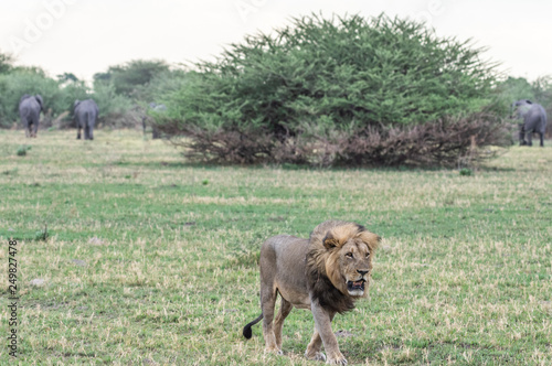 The Savuti Marsh Pride lions roam in the Chobe National Park Botswana.