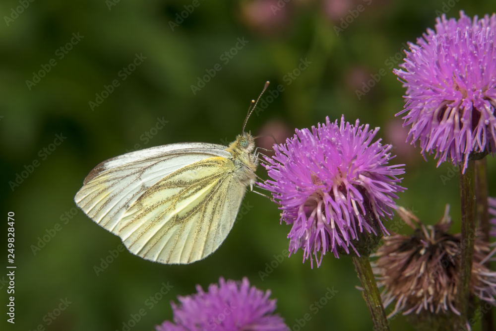 Cabbage White butterfly or White Cabbage on a burdock flower Cabbage White butterfly or White Cabbage on a burdock flower
