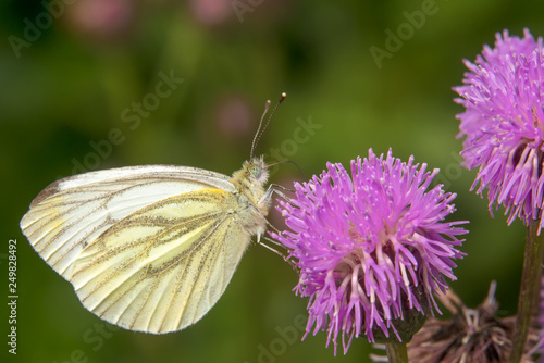 Cabbage White butterfly or White Cabbage on a burdock flower © Konstantin