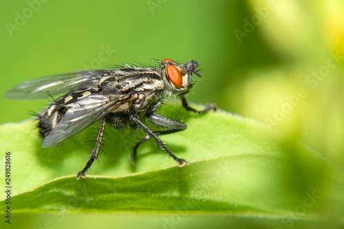 A black big fly sits on a green leaf. Macro photography