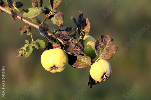 Fényképezés Quince deciduous tree with three pome fruits on single branch growing until ripe